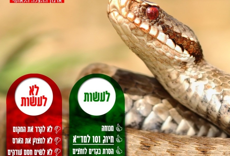 مع اشتداد حرارة الصيف.. الأفاعي تستيقظ من سباتها ومؤخراً نجمة داوود الحمراء تسعف عشرات المصابين في البلاد